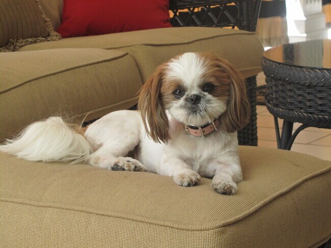 small pet ok - 314 N Kenwood St