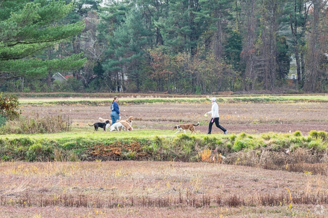 The cranberry bogs of Marshfield are a great place to take the dogs for a walk.