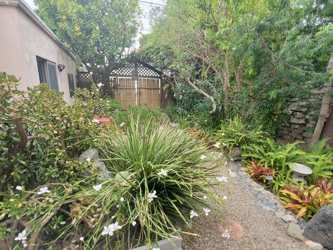 back garden - 663 Marine St