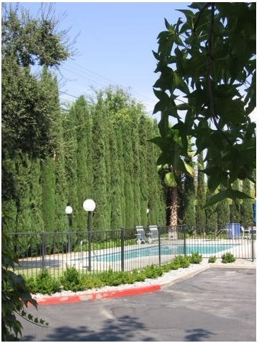 Pool - Camino Woods