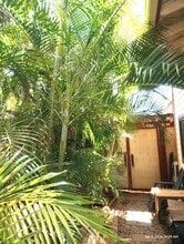 Building Photo - 281 Kaikea St