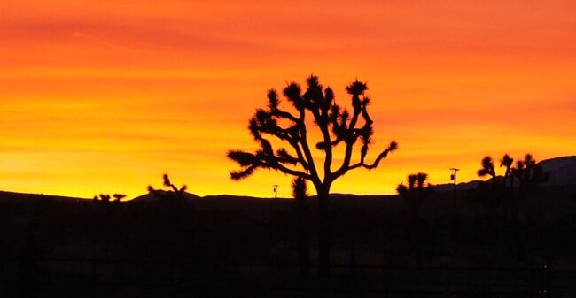 Joshua Trees On-site - Halter Sunset Village