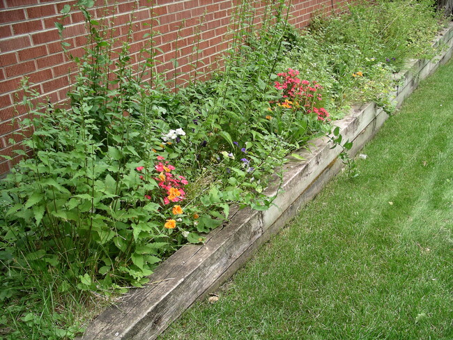 Flowers in the front - 953 9th St