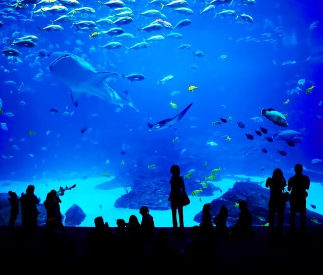 The Georgia Aquarium is the largest aquarium in the US