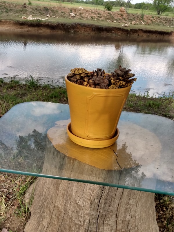 Building Photo - 911 Proctor Ln