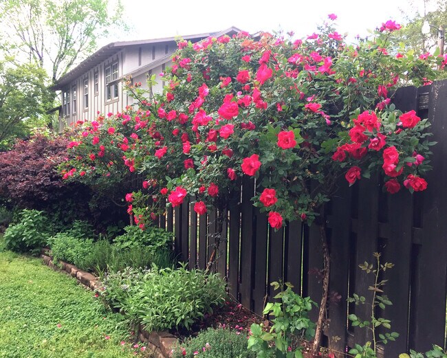 Building Photo - 22 Cureton St