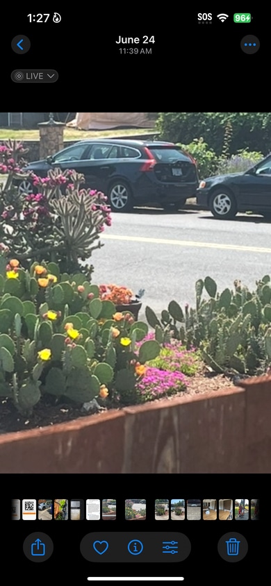 Annual Cacti and flower garden flourishing - 535 N Ainsworth St