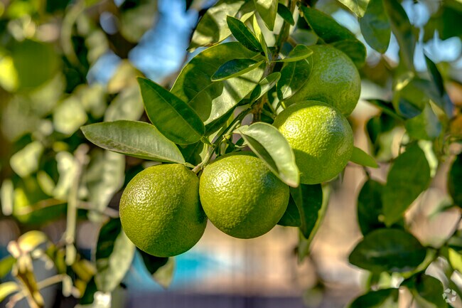 Árboles de frutas - Oasis in the City