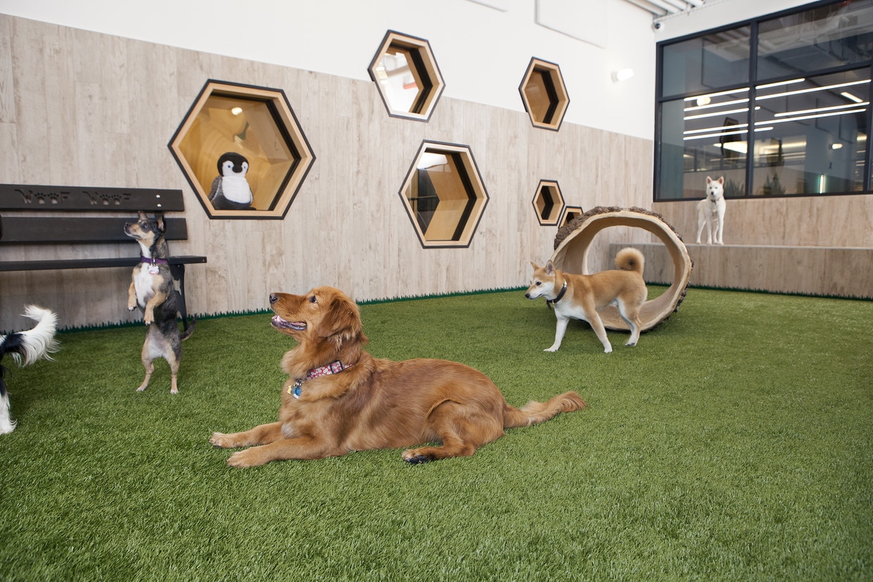 Lincoln Indoor Dog Park The Centre Ogilvie Dogs