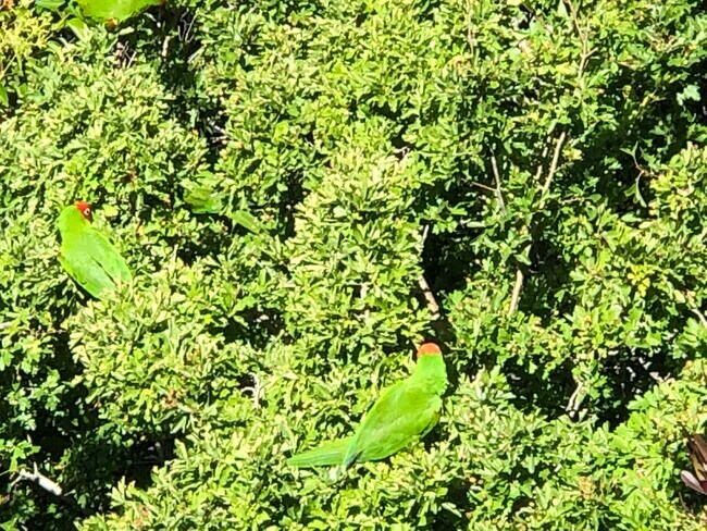 Wild parrots of SF in trees below window - 1145 Green St