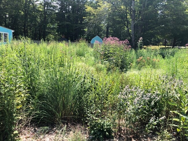 all Native NH pollinating plants - 46 Wilmot Center Rd