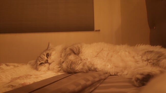 Building Photo - 4100 Galt Ocean Dr