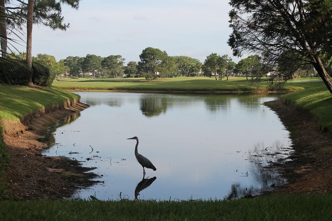 A blue heron in the water near a golf course
