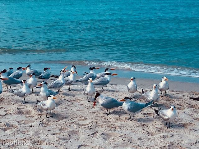 Foto del edificio - 2 br, 2 bath Condo - 7032 Pelican Bay Boul...