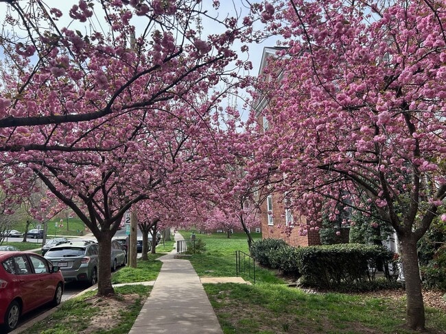 Updated 1BR in Inconic McLean Gardens Available mid-February! - Updated 1BR in Inconic McLean Gardens Available mid-February! Apartment