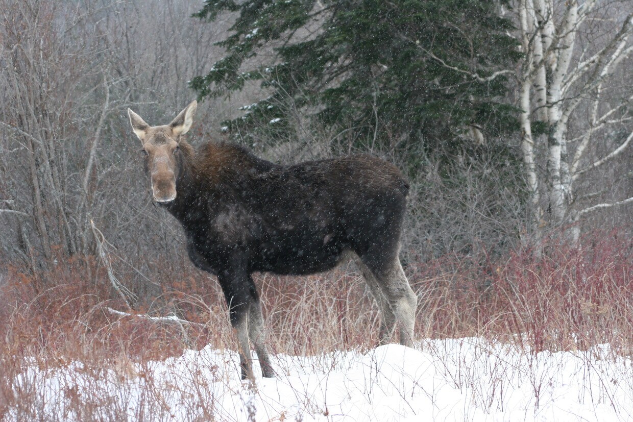 Area known for moose sightings - 333 Penobscot Ave