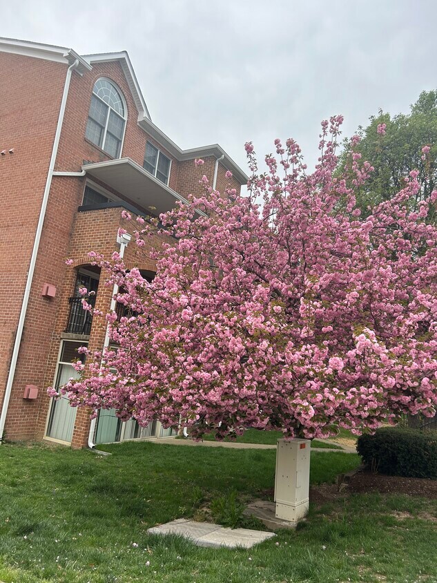 6908 Fairfax Dr Unit 104, Arlington, VA 22213 Condo for Rent in