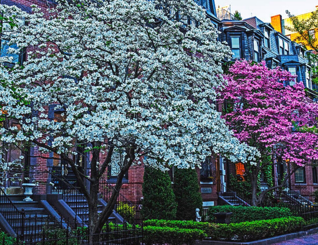 Foto principal - 379 Marlborough St