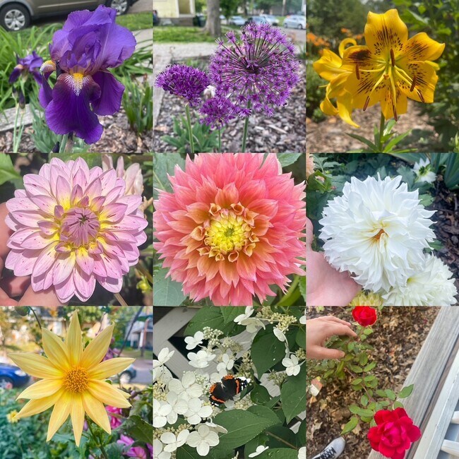 Dalias que florecen a finales del verano. - 2441 Medary Ave