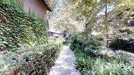 This single-story property makes a striking first impression through its beautifully maintained outdoor environment. A concrete garden pathway winds through the grounds, flanked on either side by dense, vibrant landscaping that creates a sense of natural enclosure and tranquility. One side of the path features a wall adorned with climbing ivy, adding a classic, verdant texture to the building's exterior facade. The opposite side is bordered by a well-trimmed hedge, beyond which a rich variety of plantings — including ornamental grasses, tropical-looking foliage, and flowering ground cover — provide layered depth and visual interest. Towering mature trees arch overhead, their canopies filtering sunlight to cast dappled shadows across the walkway, enhancing the peaceful, shaded atmosphere. Additional structures are visible in the background, partially obscured by the lush vegetation, suggesting a campus-style or multi-unit layout set within a thoughtfully designed landscape. The overall ambiance is calm and garden-like, with abundant natural greenery creating a welcoming and private outdoor corridor that speaks to careful, long-established horticultural planning.