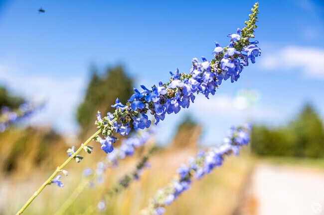 Once open land full of prairie grasses, Belton was established in 1871.