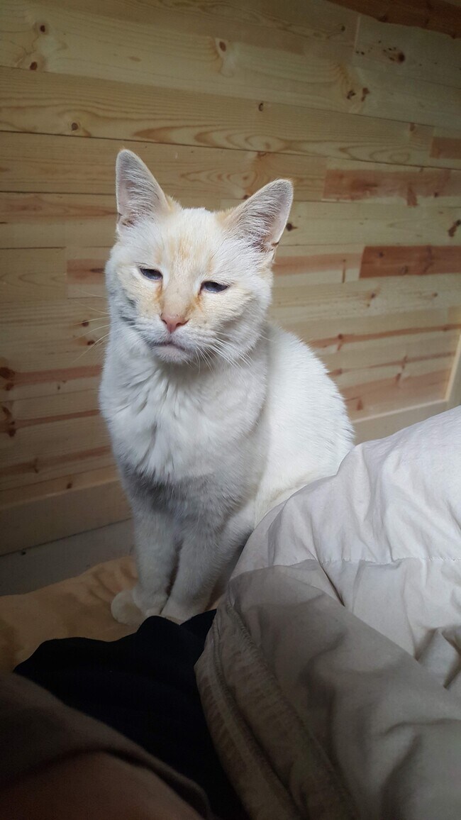 Downstairs resident and owner, Mow - 614 W Shepperd Ave