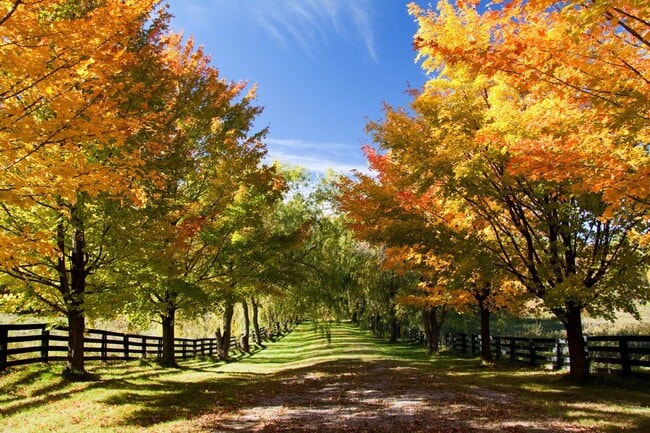 A country lane in Caledon framed by colorful fall foliage.