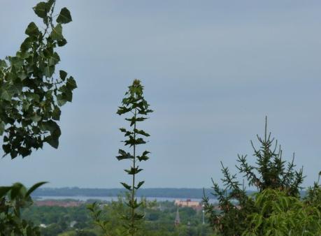 Building Photo - 400 Ivy Ridge Rd