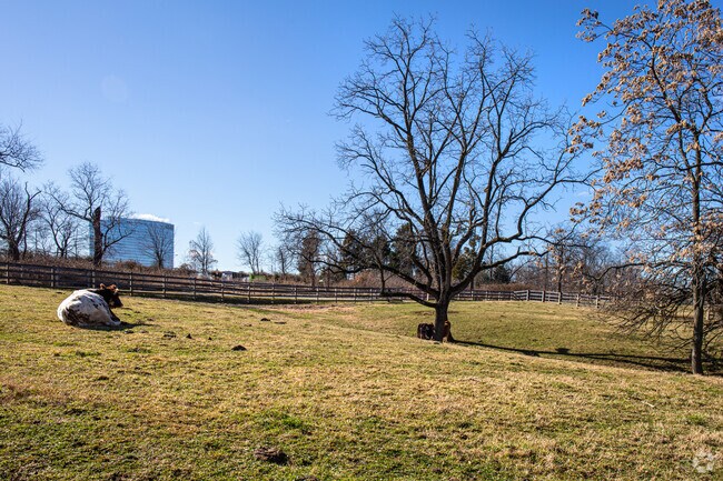 Visit Oxon Cove Park in Oxon Hill and get to see farm animals like cows.