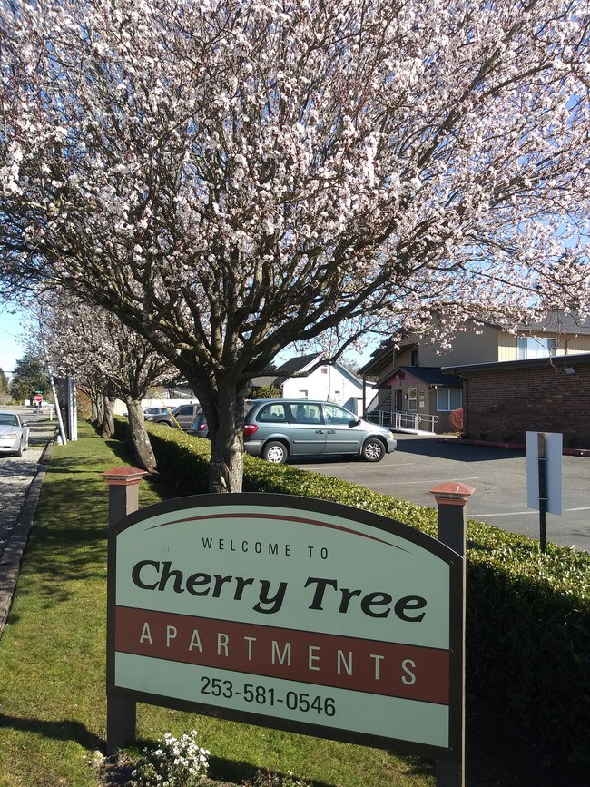 Cherry Tree Apartments Lakewood Wa Apartments Com