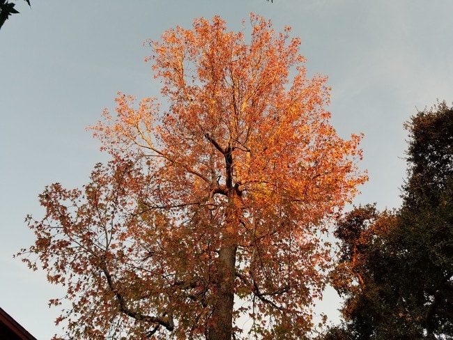 Building Photo - 741 Elmira St