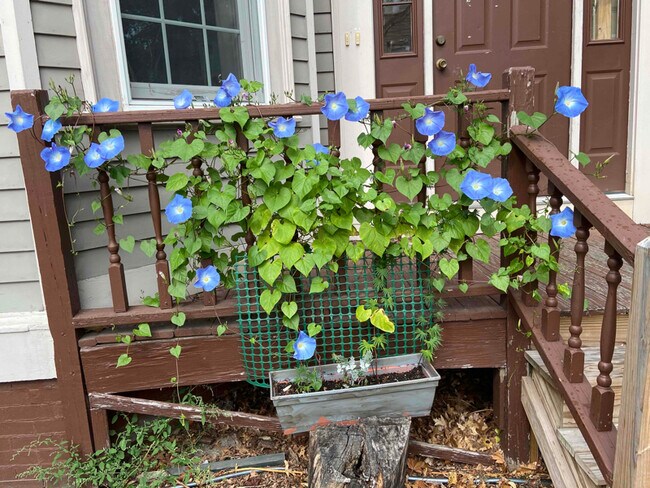 Building Photo - 443 Hope St