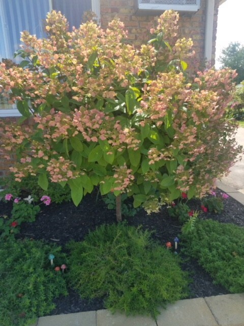 flores del porche delantero - 61035 11 Mile Rd
