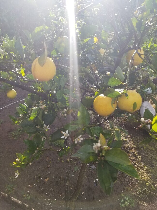 Grapefruit Trees - 645 Matagual Dr