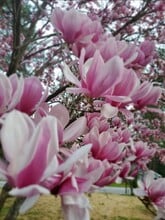 Building Photo - 2116 Trailwood Rd Building Photo - 2116 Trailwood Rd