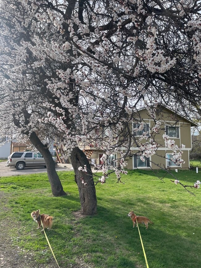 Building Photo - 1313 Schilling St