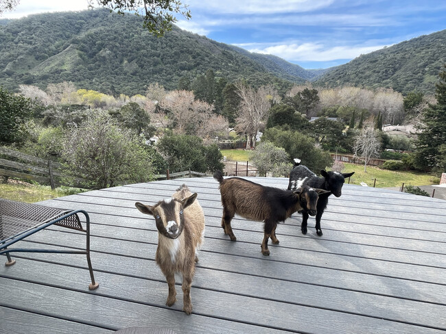 View of Garzas Canyon + Poppy, Pepper, and Annie. - 274 W Carmel Valley Rd