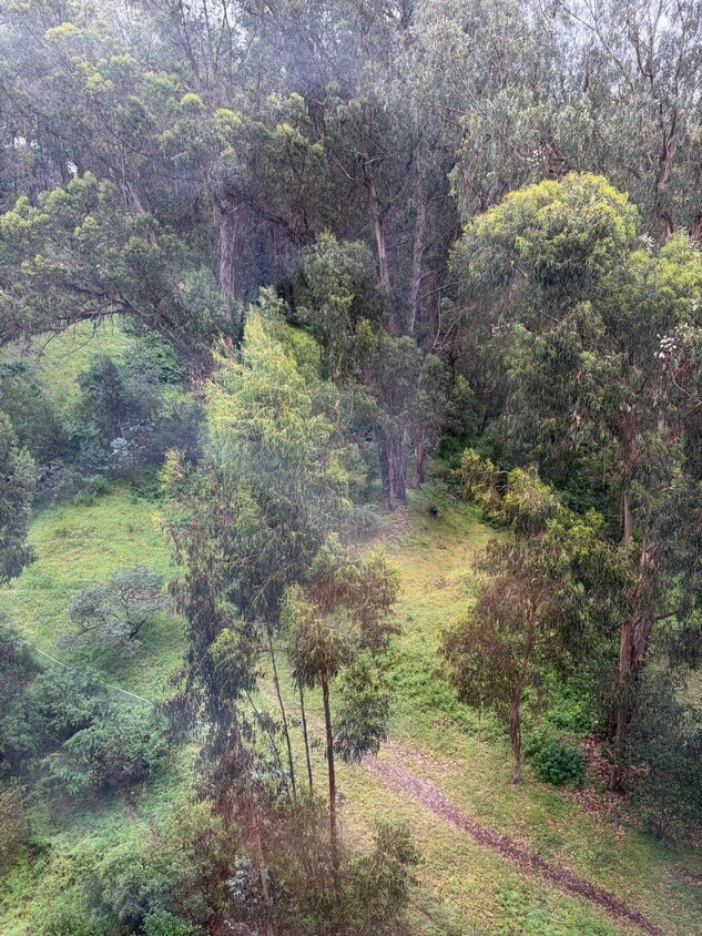 Photo - 555 Pierce St (Albany, CA)