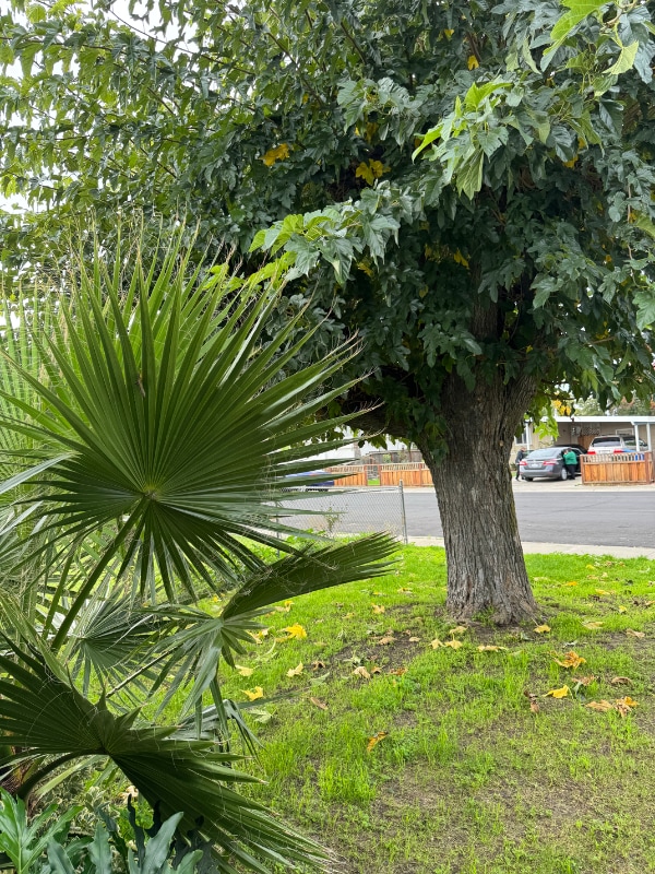 Foto del edificio - 426 Cowell Ave