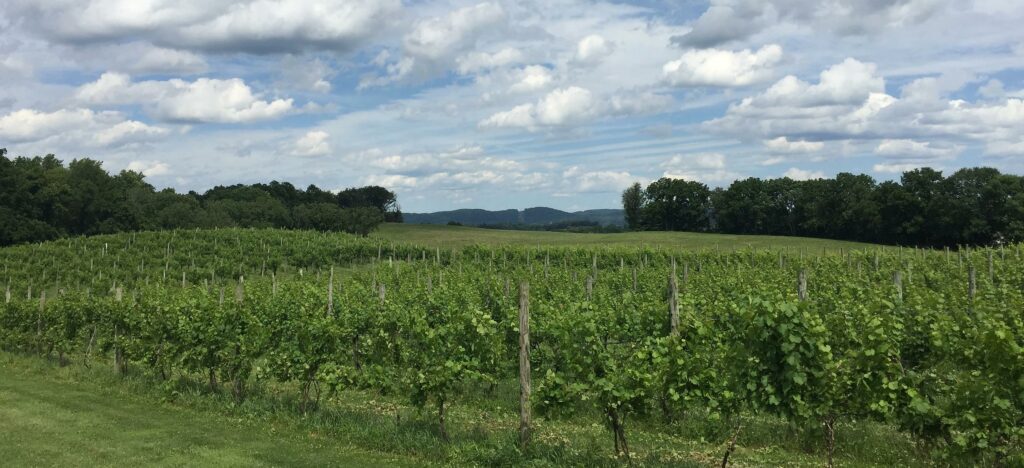 Pagoda Hill Vineyards - 5451 Oley Turnpike Rd