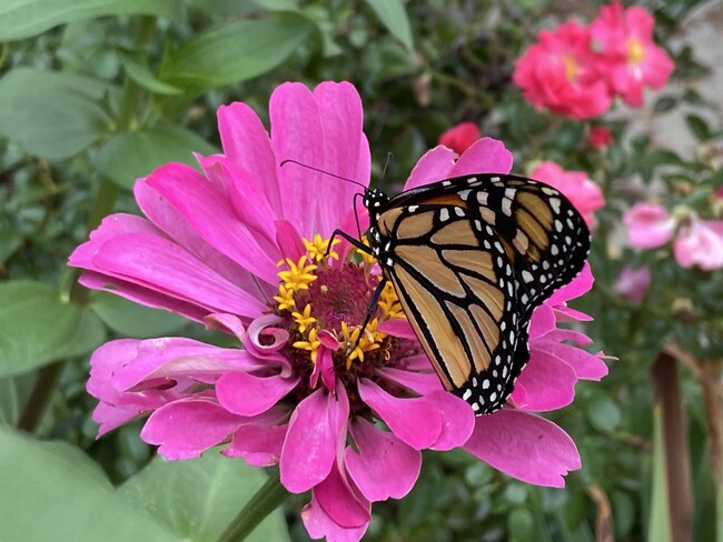 Butterfly friendly yard. - 526 24th St NE