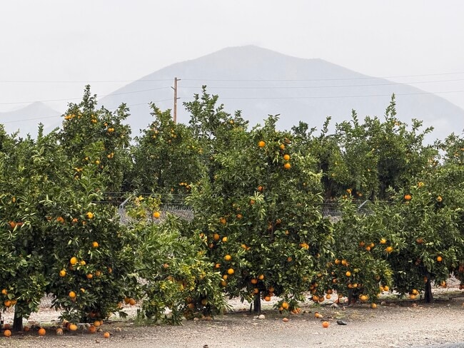 Building Photo - 1720 San Bernardino Ave
