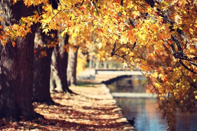 Scenic fall walkway in downtown Woodstock, Ontario, lined with colorful maple trees and golden autumn leaves .