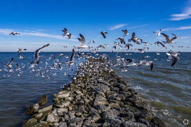 Seagulls dance along the shores of Chesapeake Beach.
