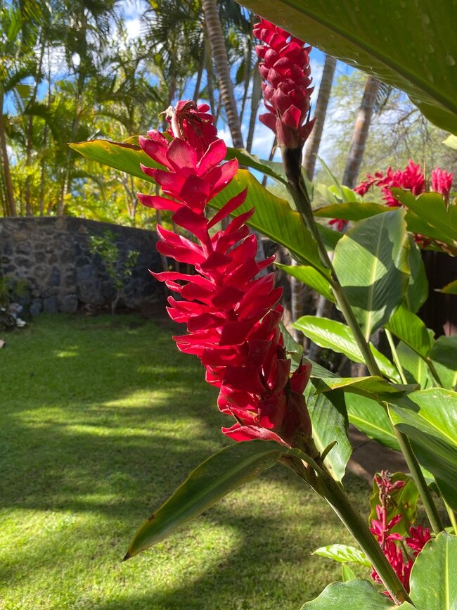 Building Photo - Tropical oasis