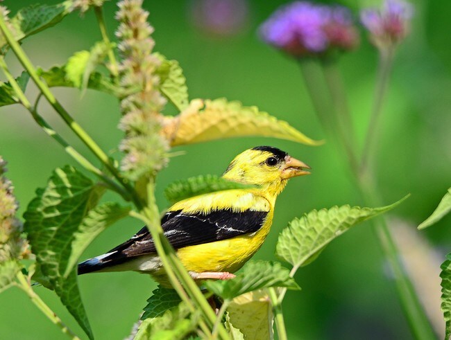 The American Goldfinch, the New Jersey state bird