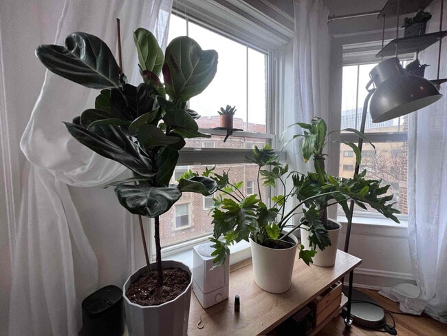 Foto del edificio - 541 W Addison St