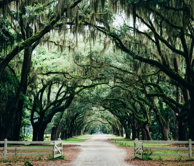 Canopy of trees at Wormsloe Historic Site