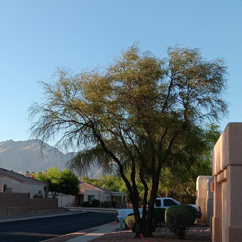 Primary Photo - 742 N Ave Valiente