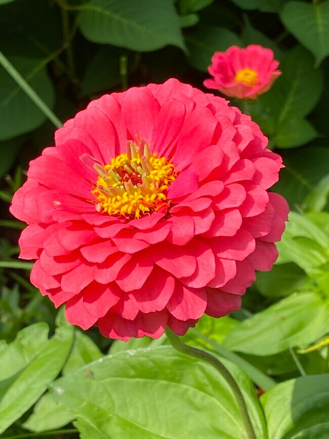 Flower - 611 Glenolden Ct